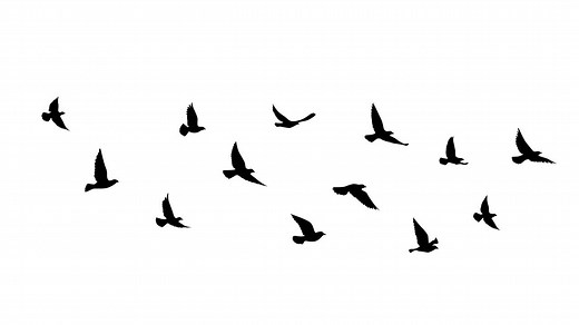 Flying birds silhouettes on white background. illustration Motion graphic video. Nature pattern for design. isolated bird flying. tattoo design. | Premium Stock Video Footage