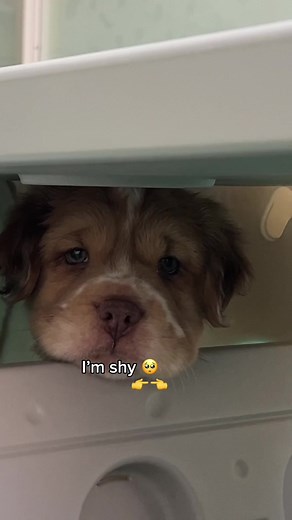 Discover the Mini Hippo Dog: Cocker Spaniel and Sharpei Mix