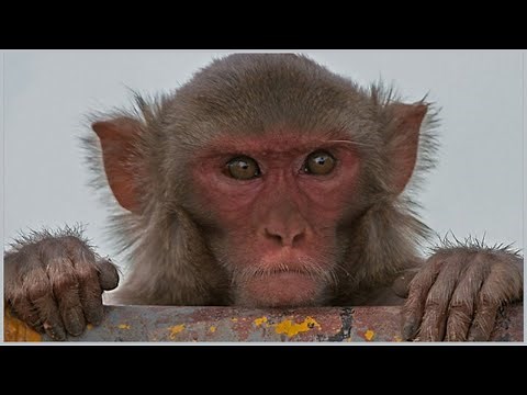 Top 15 Amazing Facts About Rhesus Macaques