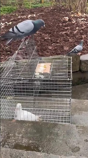 Smart and Effective Live Pigeon Trap Demonstration! #shorts #ytshorts