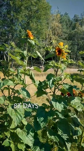 Sunflower, Pea & Broad Bean | Boxlapse