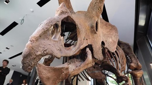 'Big John', the largest known triceratops, to go under the hammer
