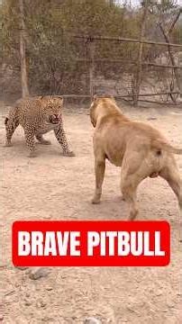 The History of Banned Pit Bulls 🚫🐕 #pitbull #dogfacts #education