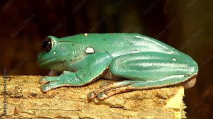 Beautiful green tropical frog looking, sitting on the stick 4K. Calm scene with one animal on the focused background, small, wild, nature, outdoor, macro, sit, zoo, close up, ultra hd. ProRes 422 HQ.