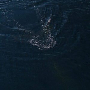 See how #drones and #ai are enabling @parley.tv and marine researchers to collect valuable whale health data in a safe, noninvasive way. | Intel