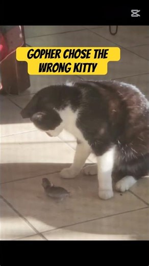 CAT VS GOPHER, WHO WINS? #shorts