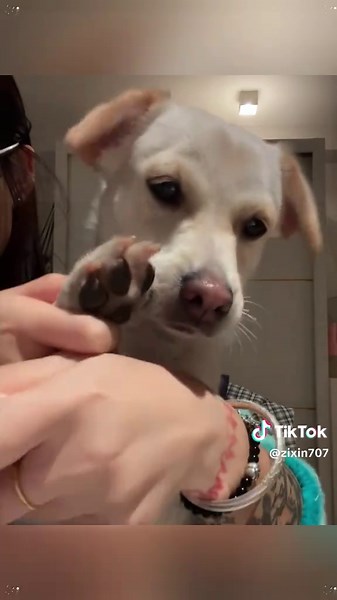 Dancing Pup: Join the Sway Dance Trend