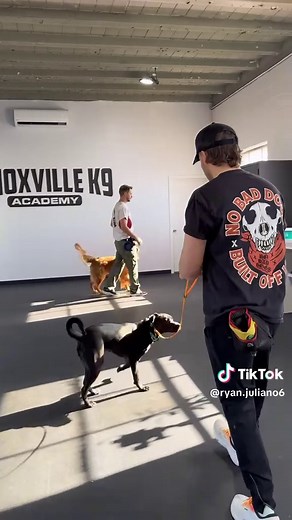 #dog #germanshepherd #dogtraining #jiujitsu #wrestling