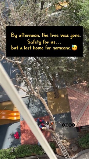 The Crow Built a Nest… But the Tree Was Gone in Hours