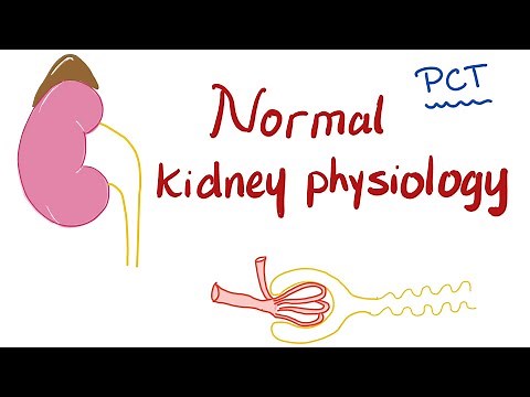 Normal Kidney Physiology | Proximal Convuluted Tubule (PCT)