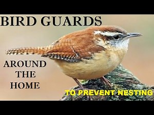 How to prevent birds from nesting around your home with these simple steps.