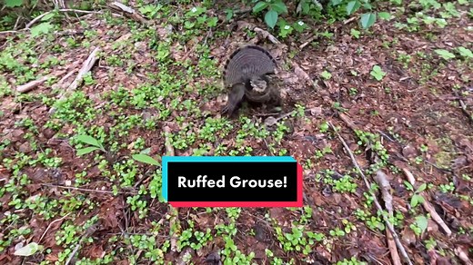 Ruffed Grouse Mom Protects Her Nest