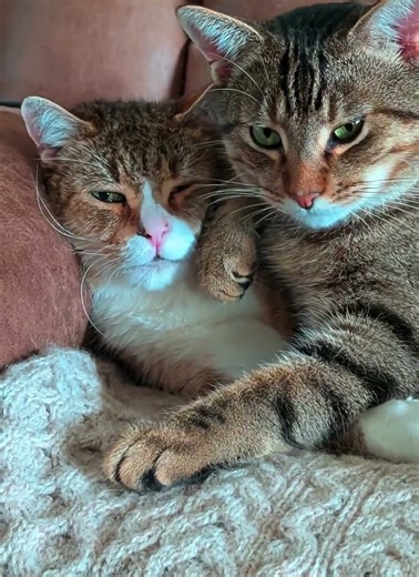 Dork being smothered 😂 🐾#cats #tasmania #catlovers #cutecat #adorable ‪@olib774‬ #cat #animals #pets