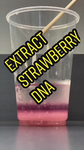 Extract strawberry DNA with this fun #scienceexpirement you can do at home! #scienceexperimentsforkids #diyscience #scienceexperiments #scienceathome #stem #diykids #diykidsprojects #education #teachertok #sciencetok