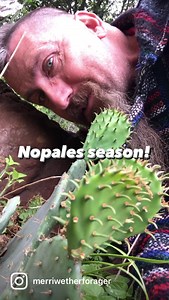 1.1K views · 82 reactions | Prickly pear cactus pads are ready to harvest! Once cut from the cactus, either burn or scrape off the tiny, painful glochids. Now you have a big, flat, slimy pad of wonderfulness! Chop it up and add to scrambled eggs, tacos, smoothies, fajitas, or pretty much anything else  Leave a comment on how you like to use them. I want to learn from all y’all! #foraging #texas | Merriwether's Foraging Texas | Facebook