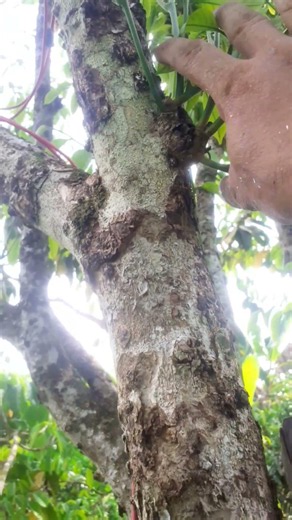 Natural Prevention to Stop Duku Flowers or Fruit from Falling #tutorial #duku #shorts