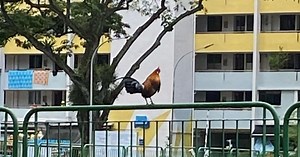 Here’s Why There Are More & More Chickens Roaming in Singapore