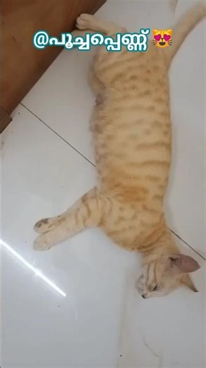 @പൂച്ചപ്പെണ്ണ് 😻#catvideos #funny #cat #shortsfeed #pets #funnyanimal #cute