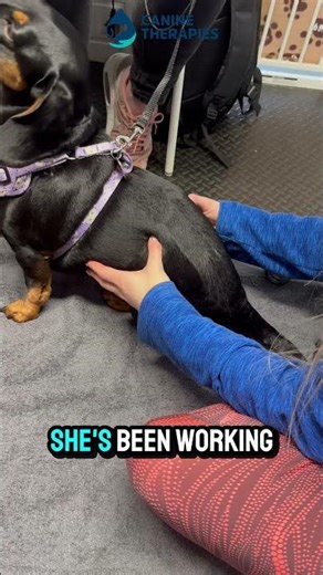 Dachshund IVDD Recovery | From Paralysed to Walking in 3 Weeks