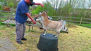 1.6K views · 351 reactions | Shaking a little hoof with Nuller. And Sassy knows the trick too. | Mia, the cutest baby goat in all of Denmark | Facebook