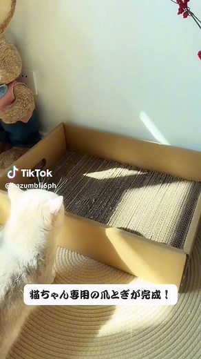 段ボールで作るペット用品のDIY