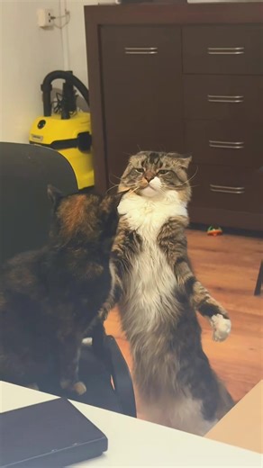 Maine Coon Kittens: The Perfect Playful Companions