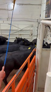 Sold 7/17: 66 Home Raised Steers off the cow #528 @ $439 | Woodward Livestock Auction, Inc