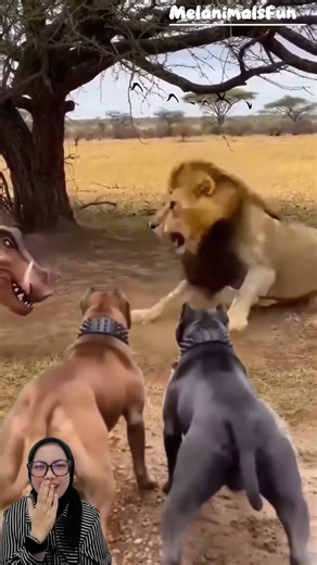 Ngakak! ulah usil warthog prank raja hutan yang sedang tidur pake topeng🤣 #funny #trending #animals