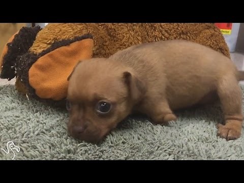 Puppy Born Without Front Legs Is The World's Cutest Wheelchair Dog