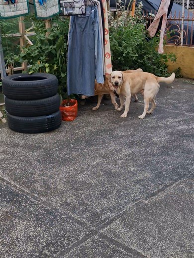 Yard time with my pawmily. Excuse po sa mga sinampay. #dogsofttiktok #juniordlabrador #labradorretriever #dog #labrador