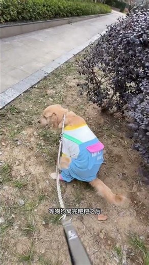Revolutionary Poop Bag - Say Goodbye to Messy Pickup