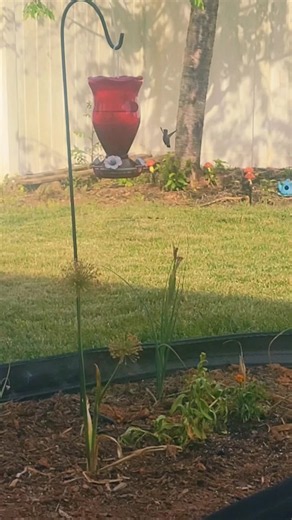 When a hummgbird comes to say hi. #hummingbird #hummingbirdfeeder #hummingbirds