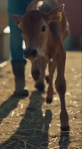 🐄💦 Baby Calf Slips Into Water Trough — Farmer Rushes to Save It | Wild Interaction Diaries