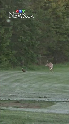 Video captures playful interaction between deer and pheasant