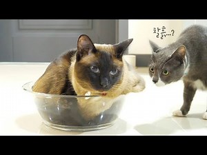 Melting & Clay Cats...!
