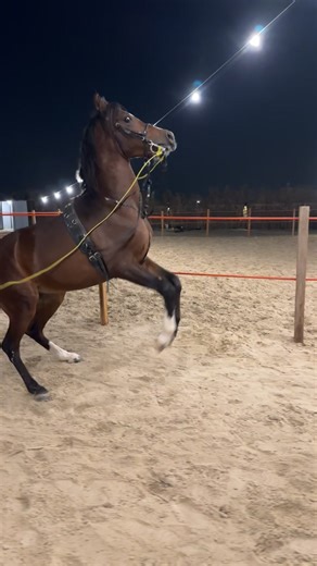 ‏#اكسبلور #خيل_وخياله🐎