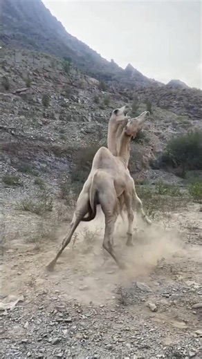 🔥 “Epic Camel Clash in the Desert Calm – Rare Exciting Fight Captured on Camera!” 🔥