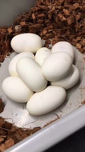 15K views · 1.2K reactions | Small From Big And Big From Small #shorts #snakes #ballpython #ballpythons #ballpythonsofinstagram #snakebreeder #ballpythonbreeder #fyp #fypジ | Rodents & Royals | Facebook