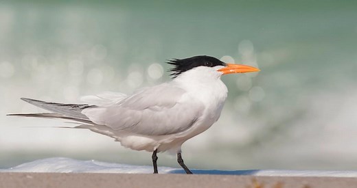Royal Tern Photos and Videos for, All About Birds, Cornell Lab of Ornithology