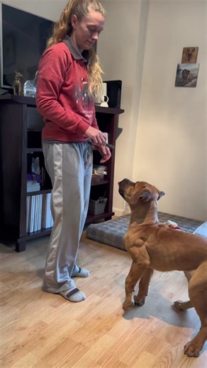 5-Month-Old Boerboel: Meet Romboel Ansaroff-Defar