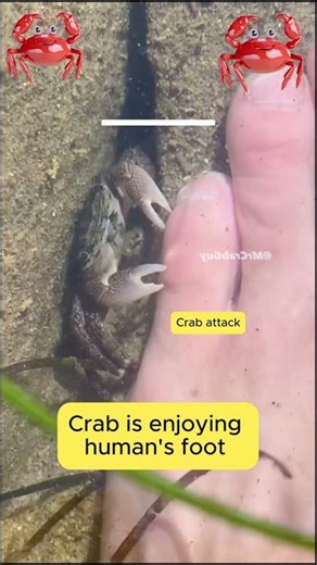 Crab attack into human #sea #crab #trending #reels #seafood
