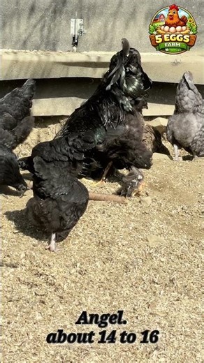 Your Chickens Not Laying Eggs? #chicken #backyardchickens #farmlife #farmanimalct #farm #farming