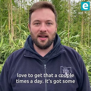 2K views · 131 reactions | Happy National Panda Day Edinburgh!  | Edinburgh Live | Facebook