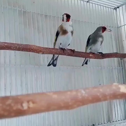 Captivating Finch Birds in a Cage