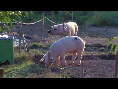 Je suis éleveur de porcs bio