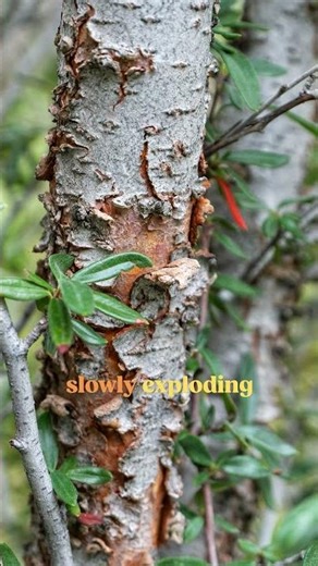 making dye out of tree bark then knitting a tree bark pattern