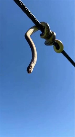 Rare Snake Spotted Crawling in Green Grass | Amazing Wildlife Moment