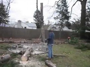 Fallen Tree Incredibly Stands Back Up