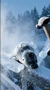 Seal Frozen in Ice 🧊😳 Unreal AI Cinematic Short