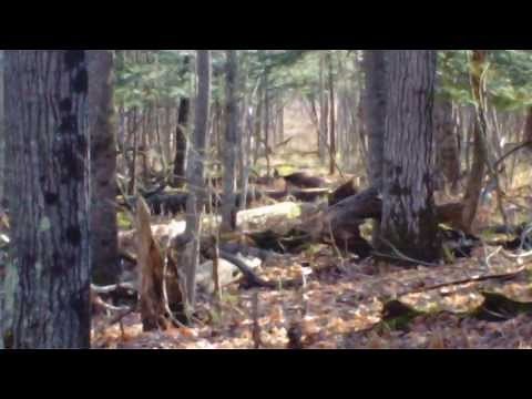 338 Federal vs. White Tail Deer